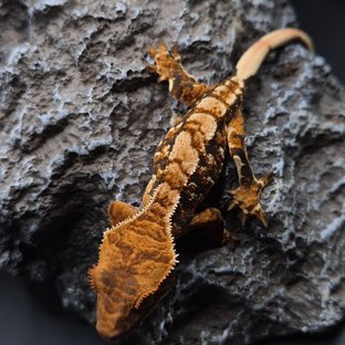 노멀 트라이 익스트림할리퀸 화이트핀 텐저린 화이트포트홀