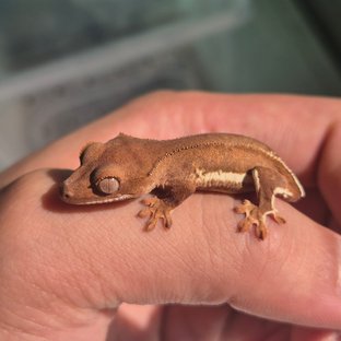 릴리화이트 팬텀 풀핀 쿼드