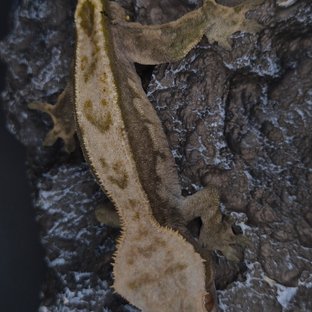 노멀 쿼드 풀핀