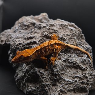 노멀 트라이 익스트림할리퀸 화이트핀 텐저린 화이트포트홀