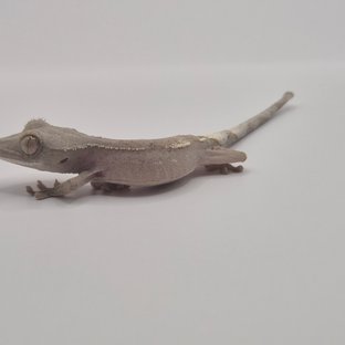 세이블 팬텀 패턴리스