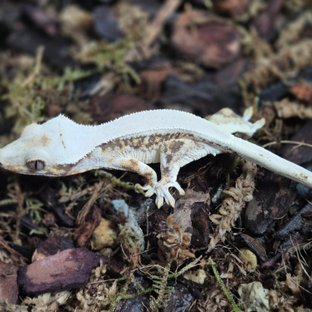 릴리화이트 솔리드백 풀핀 핀스트라이프