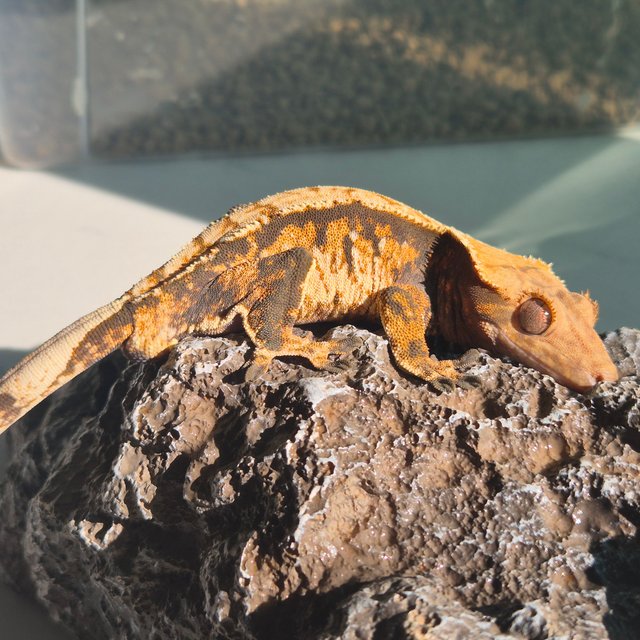 노멀 트라이 익스트림할리퀸 텐저린