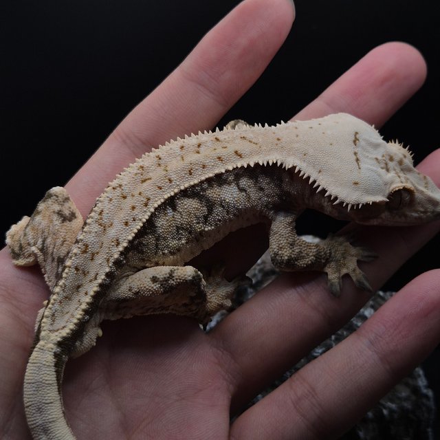 노멀 풀핀 화이트스팟 화이트핀 핀스트라이프