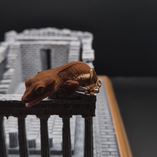 릴리화이트 팬텀 풀핀 레드