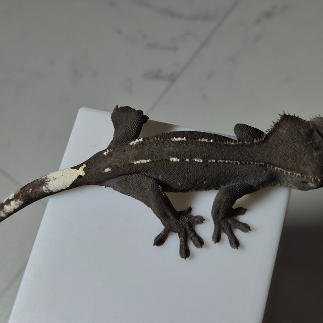 아잔틱 패턴리스