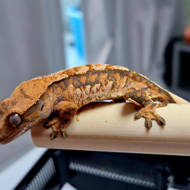 노멀 트라이 화이트핀 화이트크라운