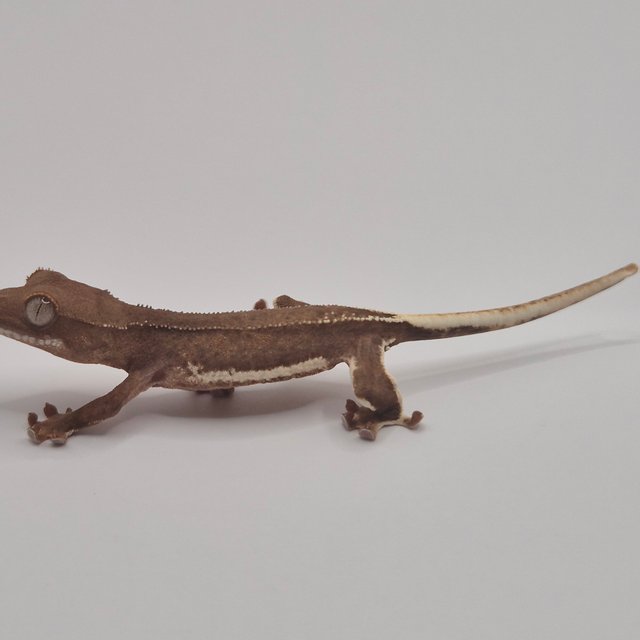 릴리화이트 팬텀 풀핀 쿼드