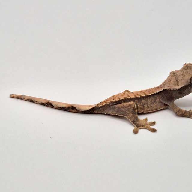 노멀 트라이 화이트포트홀