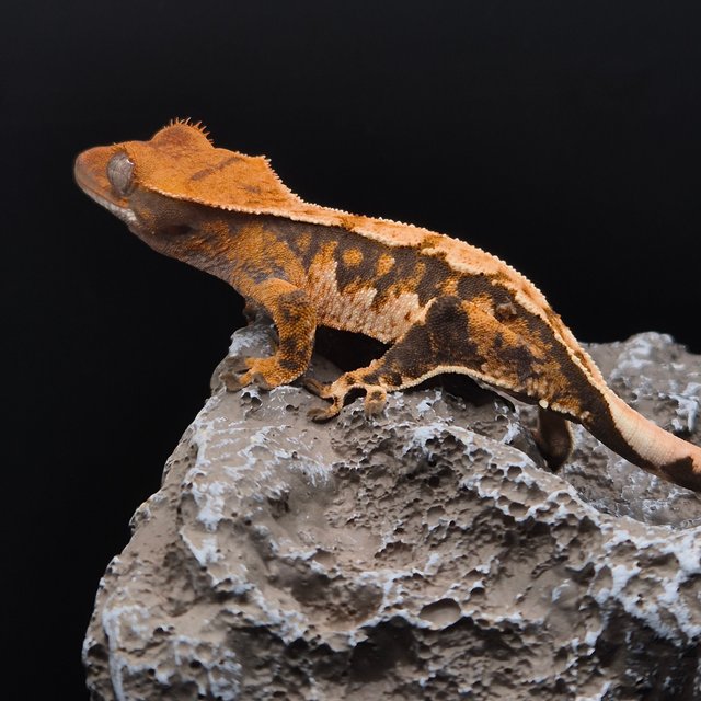 노멀 텐저린 트라이 익스트림할리퀸