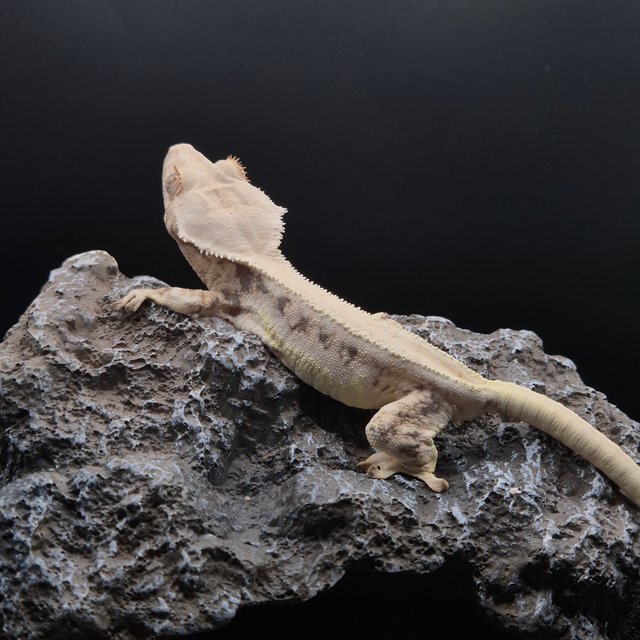 릴리화이트 트라이 드리피 솔리드백