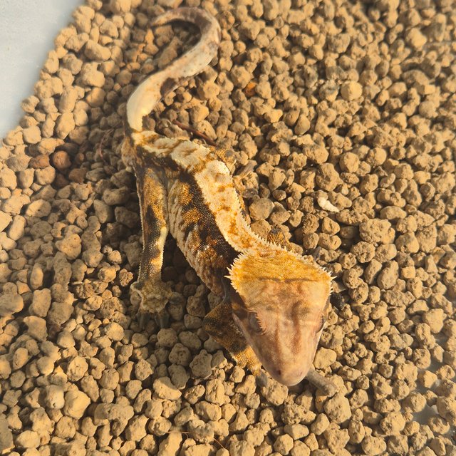 노멀 트라이 익스트림할리퀸 텐저린