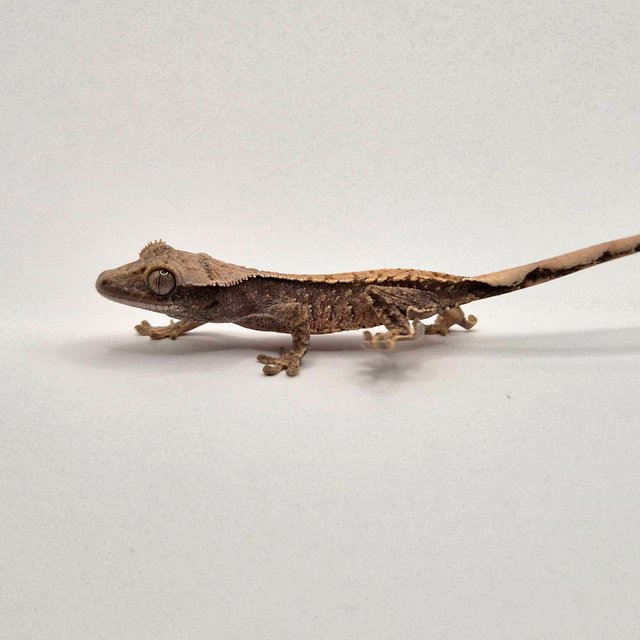 노멀 트라이 화이트포트홀