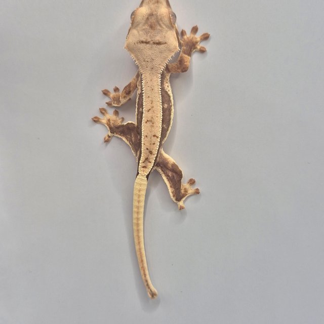 릴리화이트 풀핀 솔리드백 쿼드