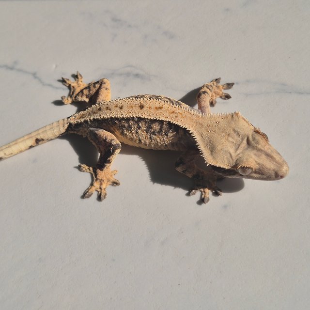 노멀 화이트스팟 풀핀 드리피 트라이 익스트림할리퀸