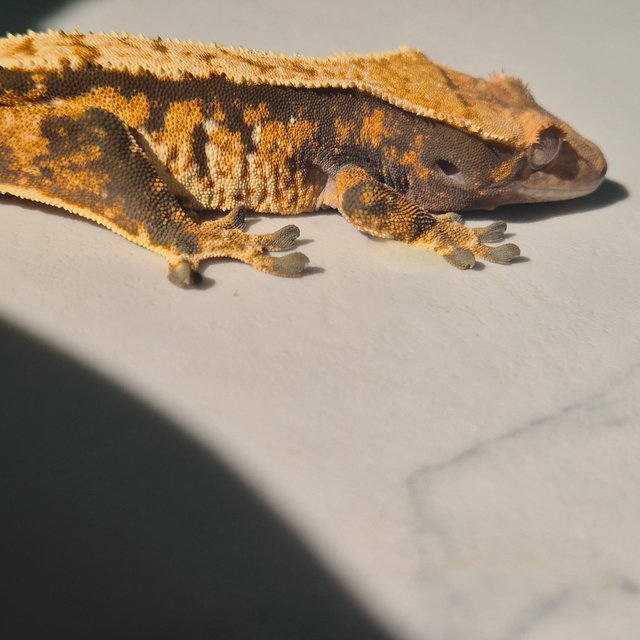 노멀 트라이 익스트림할리퀸 텐저린