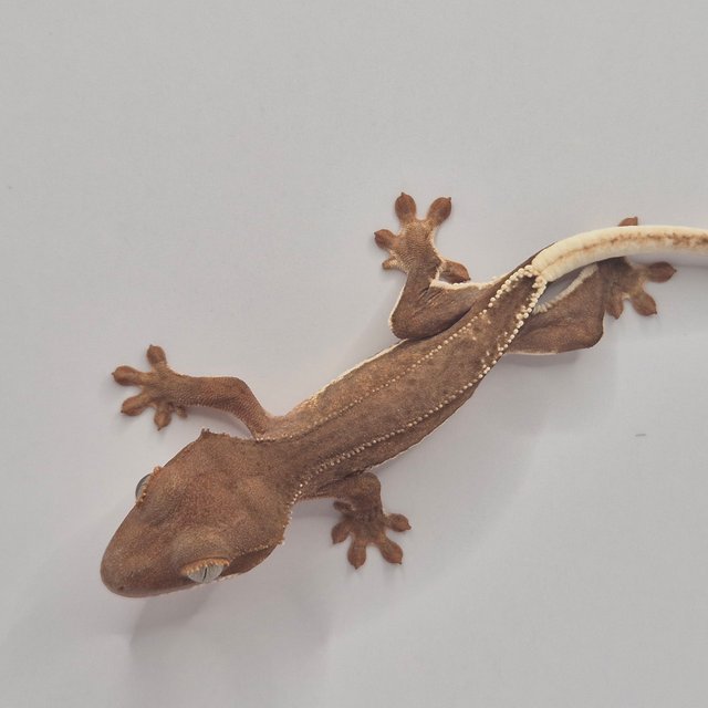 릴리화이트 팬텀 풀핀 쿼드