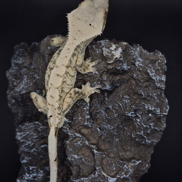 노멀 화이트포트홀 화이트스팟