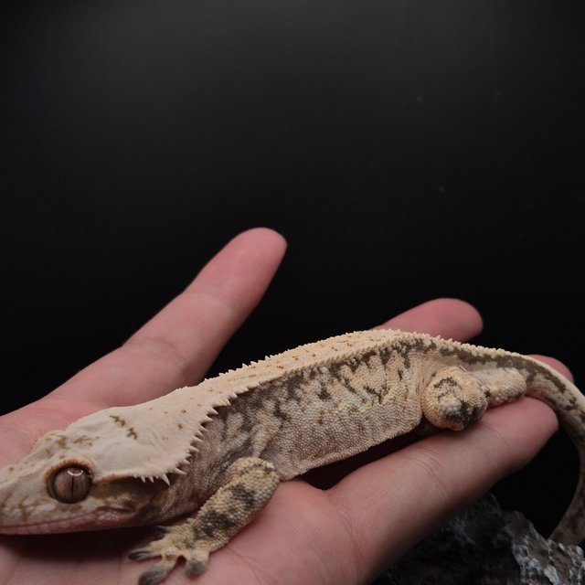 노멀 풀핀 화이트스팟 화이트핀 핀스트라이프