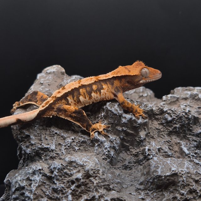 노멀 텐저린 트라이 익스트림할리퀸