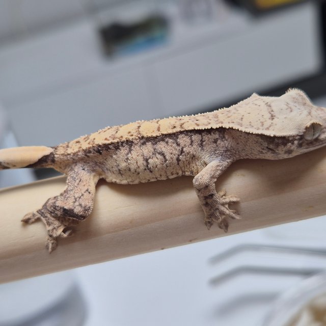 노멀 트라이 드리피 화이트스팟 화이트포트홀 화이트크라운