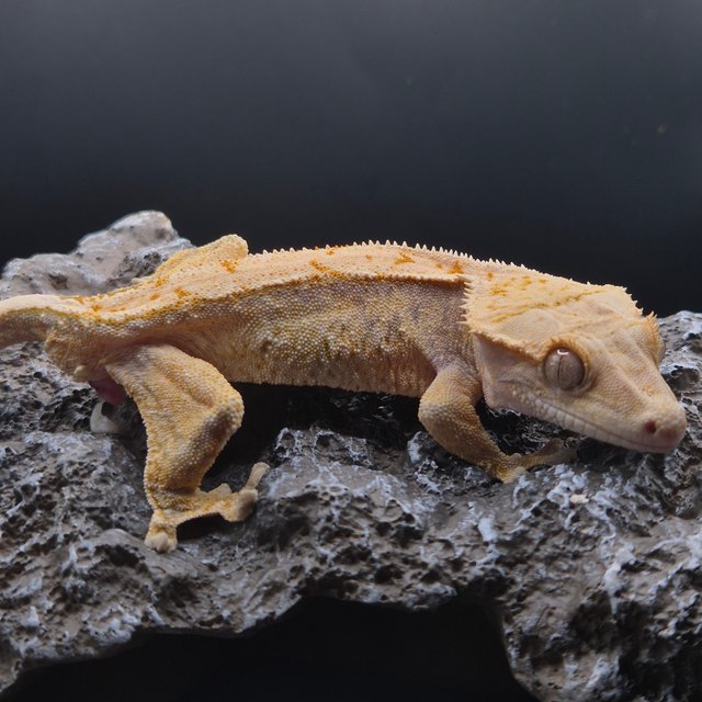 노멀 화이트스팟 풀핀 화이트포트홀