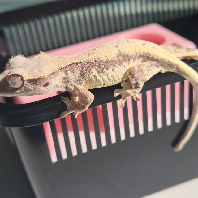 릴리 세이블 세이블 릴리화이트 드리피