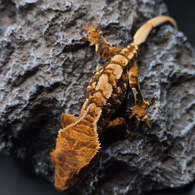 노멀 트라이 익스트림할리퀸 화이트핀 텐저린 화이트포트홀