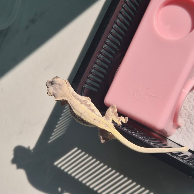 릴리 세이블 세이블 릴리화이트 드리피