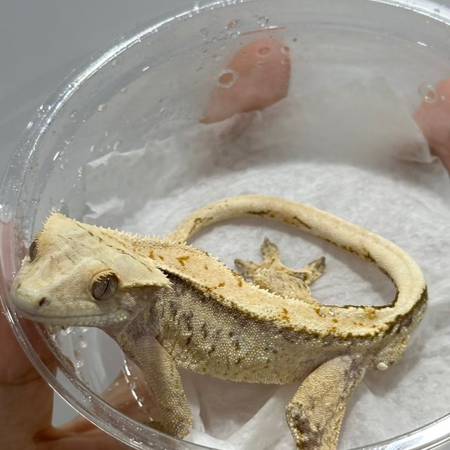 노멀 화이트스팟 풀핀 화이트포트홀