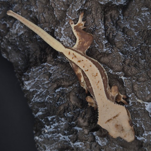 릴리화이트 풀핀 쿼드