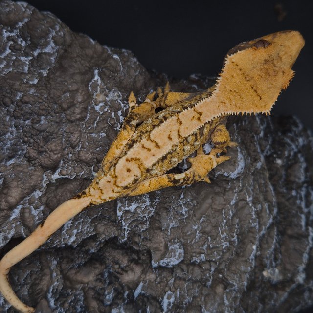 노멀 화이트스팟 화이트포트홀 드리피