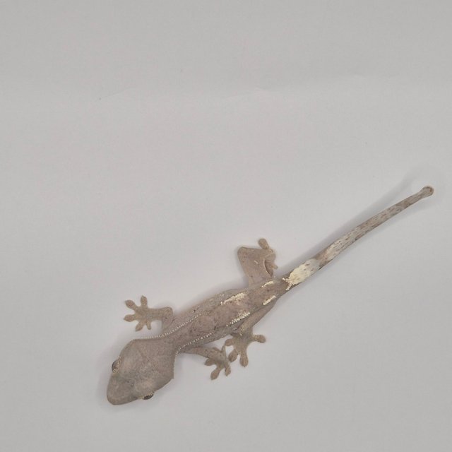 세이블 팬텀 패턴리스