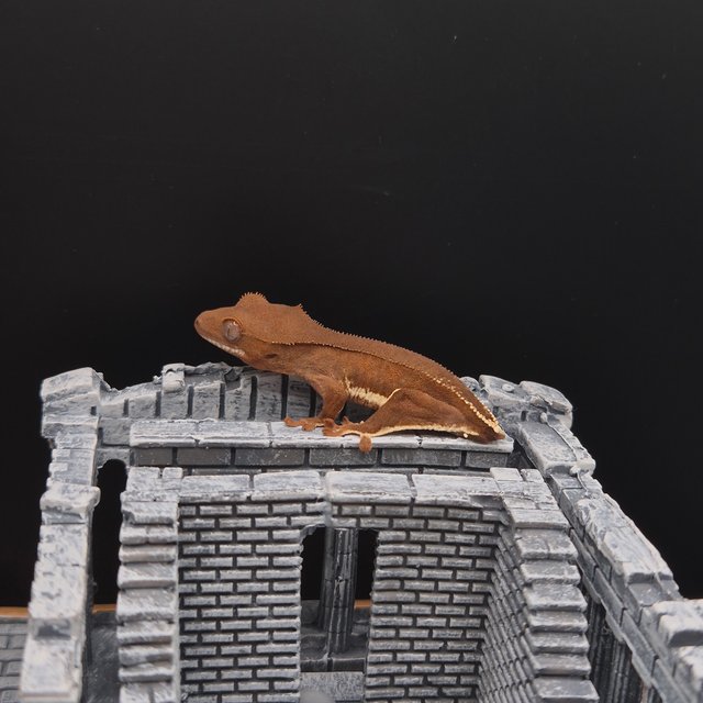 릴리화이트 팬텀 풀핀 레드