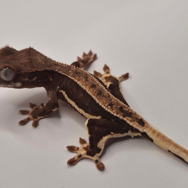 릴리화이트 풀핀 쿼드