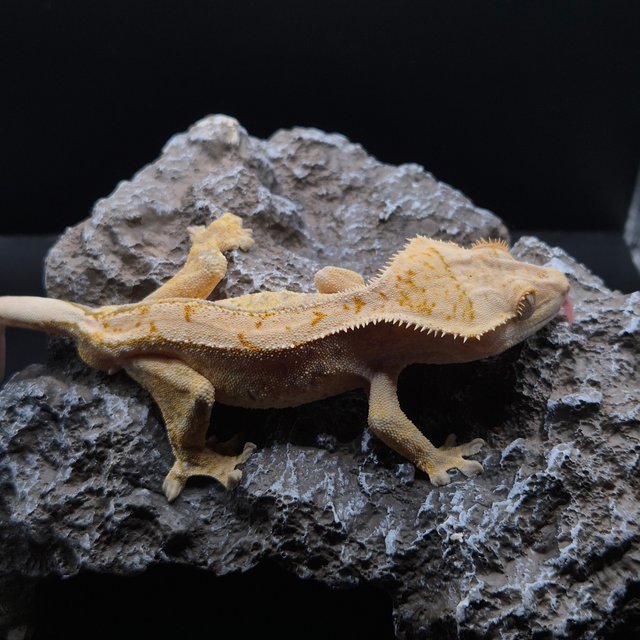 노멀 화이트스팟 풀핀 화이트포트홀