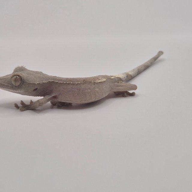 세이블 팬텀 패턴리스