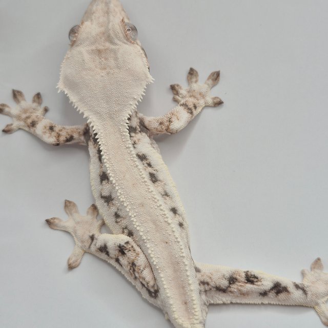 릴리화이트 트라이 드리피 솔리드백