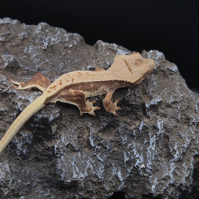 릴리화이트 풀핀 쿼드