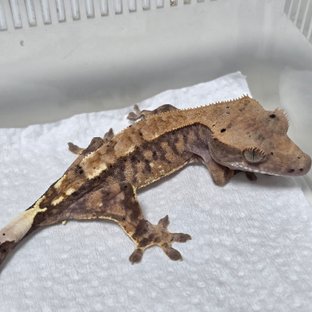 카푸치노 트라이