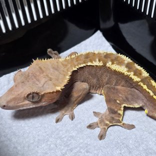 100%헷아잔틱 카푸치노