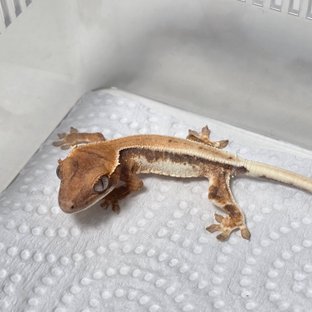 릴리 세이블 풀핀