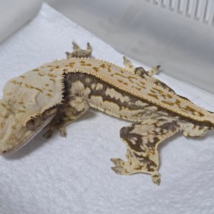 노멀 쿼드 풀핀