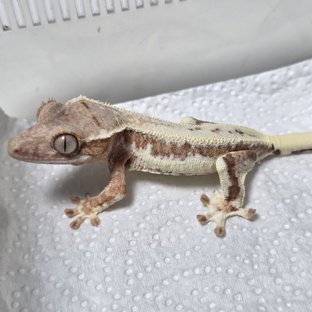 릴리화이트 프라푸치노 풀핀