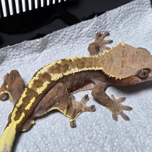 100%헷아잔틱 카푸치노