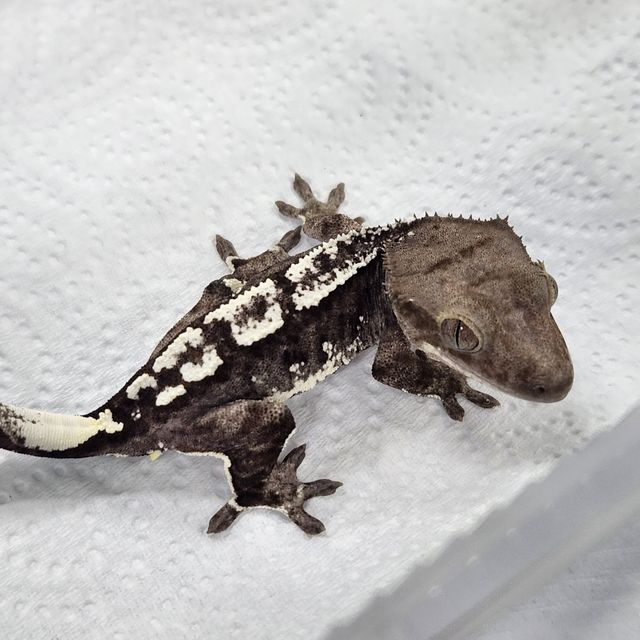 아잔틱