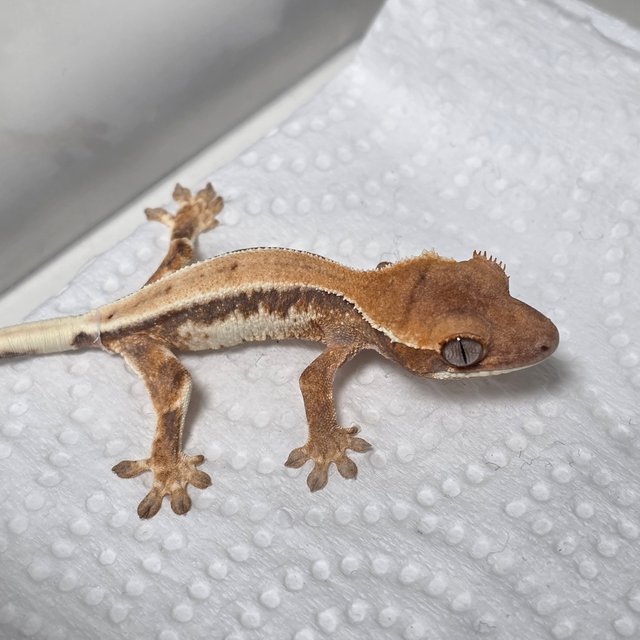 릴리 세이블 풀핀