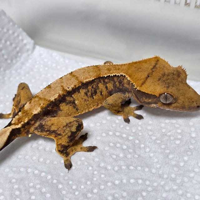 노멀 트라이 할리퀸 텐저린