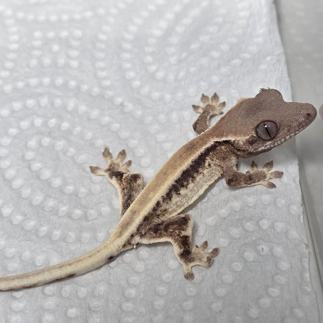 릴리 세이블 솔리드백 풀핀