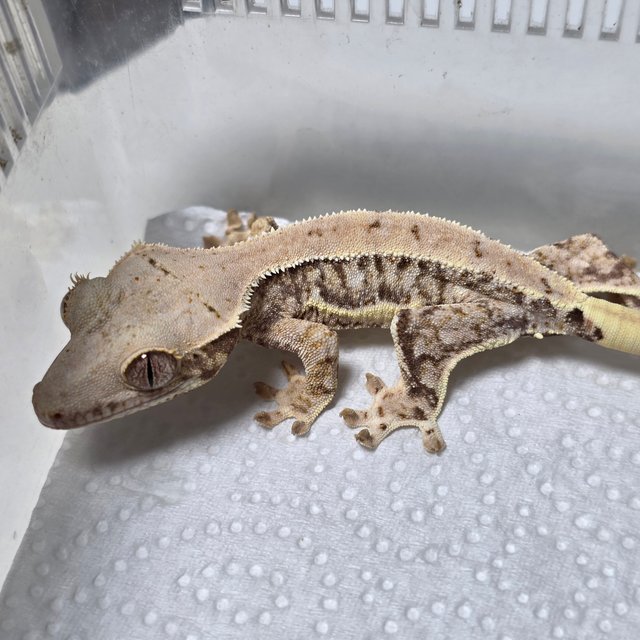 릴리화이트 트라이